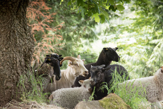 Sheep on Kate's farm 